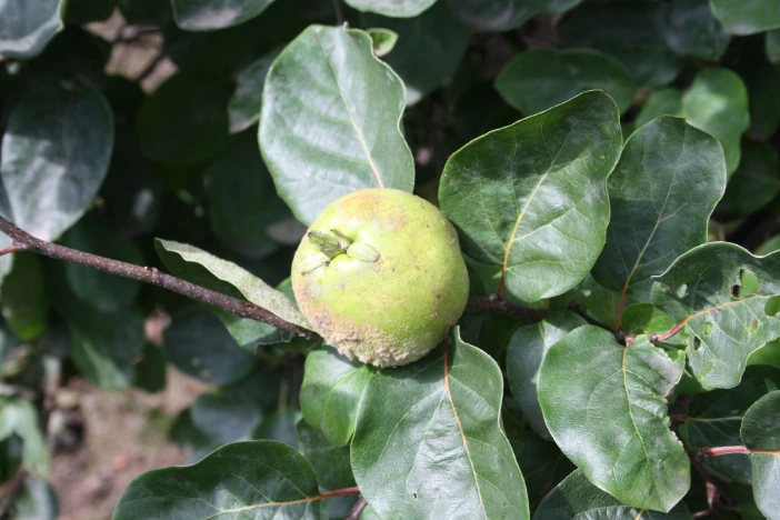 Cydonia oblonga