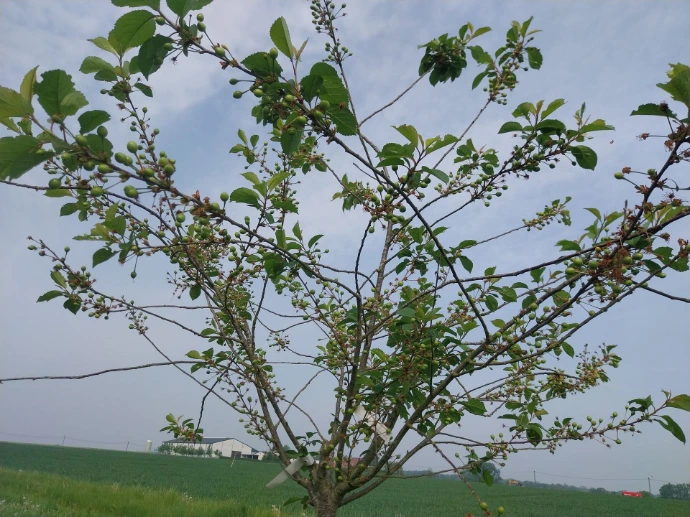 kriekenboom
