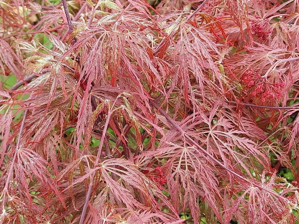 ACER PALMATUM 'DISSECTUM GARNET'