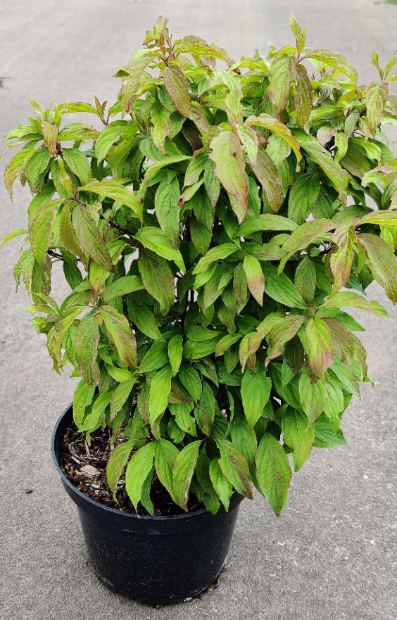 CORNUS SERICEA 'KELSEYI'