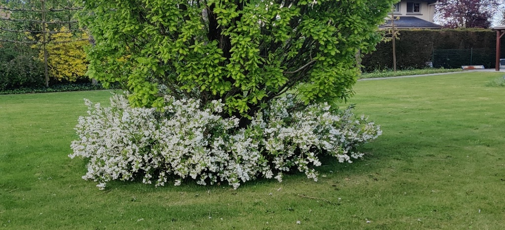 [DGR3C] DEUTZIA GRACILIS (Pot 3 litres, 30-40 cm)
