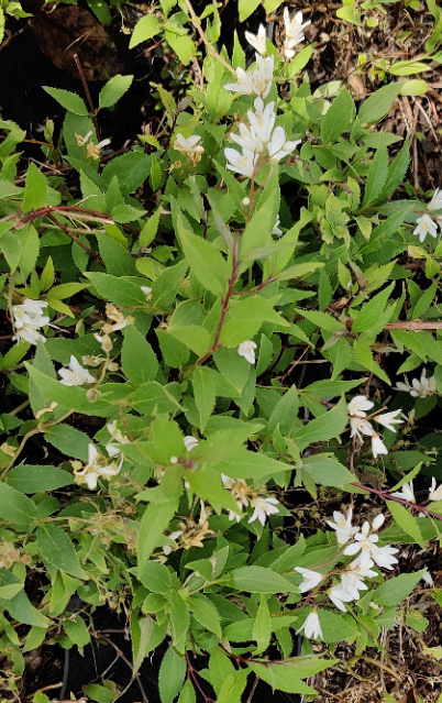[DGNI3] DEUTZIA GRACILIS 'NIKKO' (Pot 3 litres, 30-40 cm)