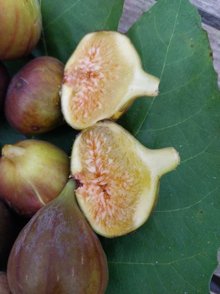 FICUS CARICA 'OSBORN'S PROLIFIC'