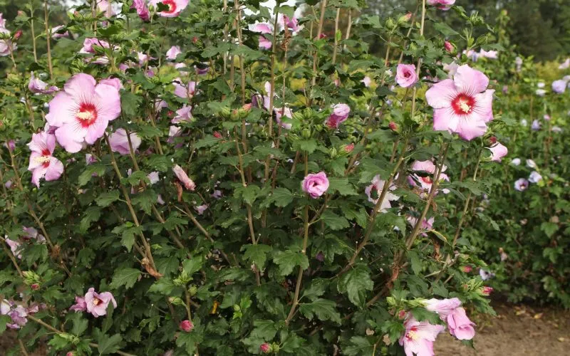 HIBISCUS SYRIACUS ROSSO®