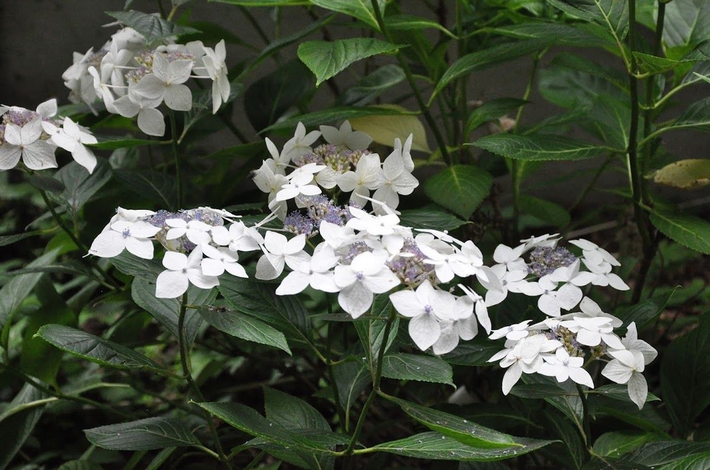 HYDRANGEA MACROPHYLLA 'LANARTH WHITE'