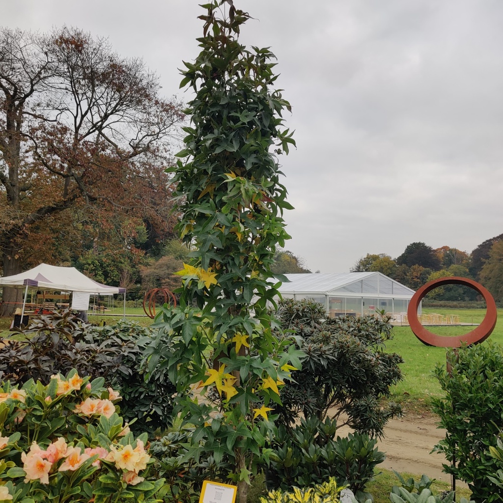 [LSSSI200] LIQUIDAMBAR STYRACIFLUA 'SLENDER SILHOUETTE' (Pot, 200-250 cm)