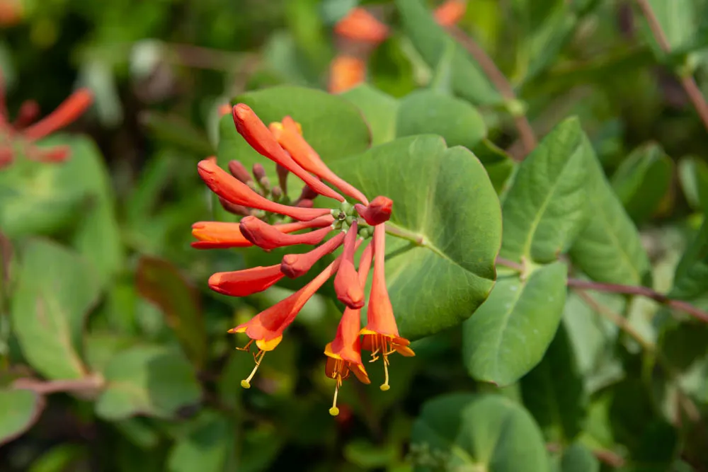 LONICERA BROWNII 'DROPMORE SCARLET'