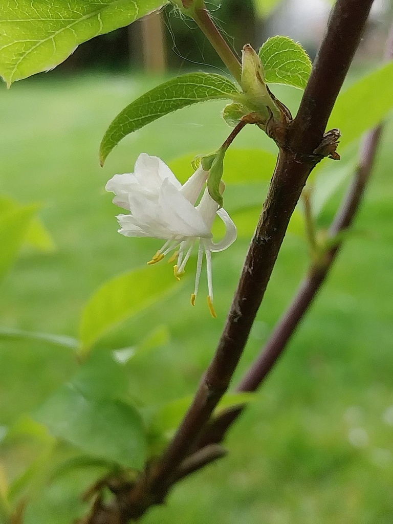 LONICERA FRAGRANTISSIMA
