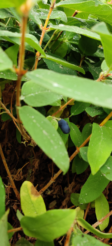 LONICERA KAMTSCHATICA 'EISBÄR®'