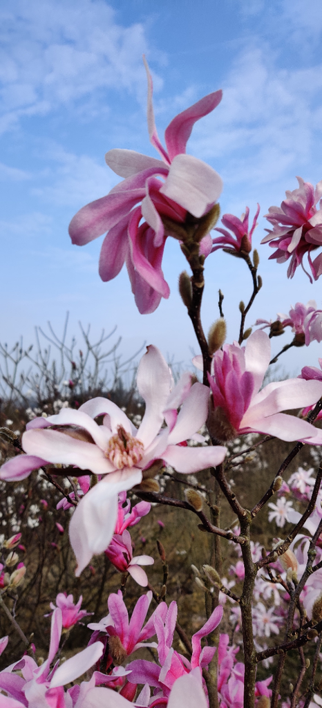 [archiveren] MAGNOLIA LOEBNERI 'LEONARD MESSEL' (Pot, 30-40 cm)