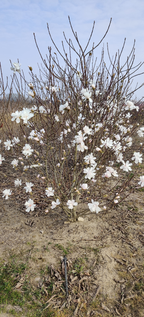 MAGNOLIA LOEBNERI 'MERRILL'