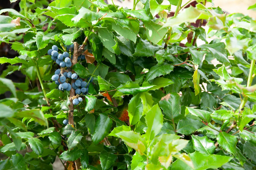 MAHONIA AQUIFOLIUM
