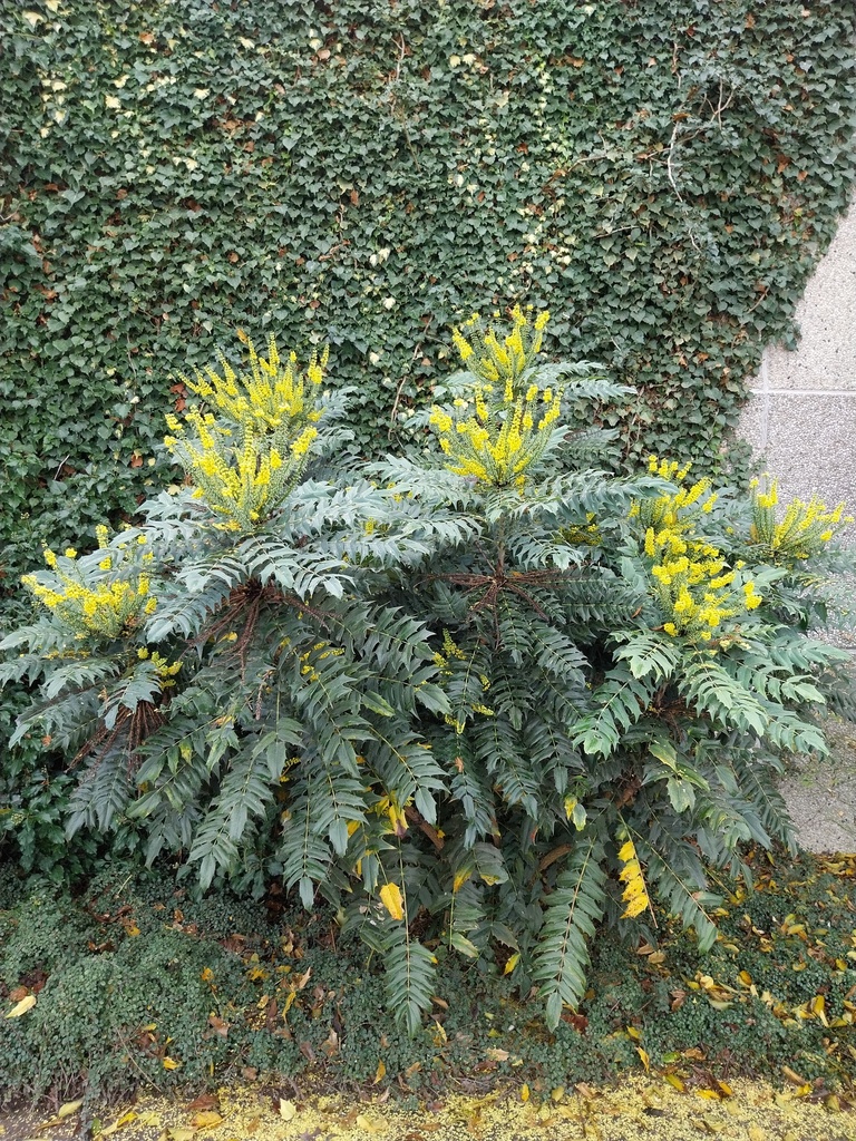 MAHONIA EURYBRACTEATA 'SOFT CARESS'
