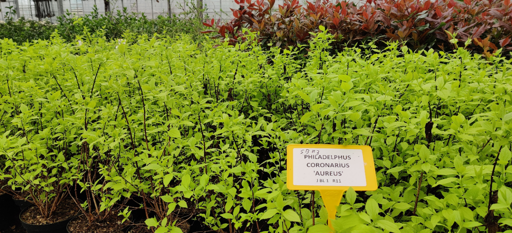 PHILADELPHUS CORONARIUS 'AUREUS'