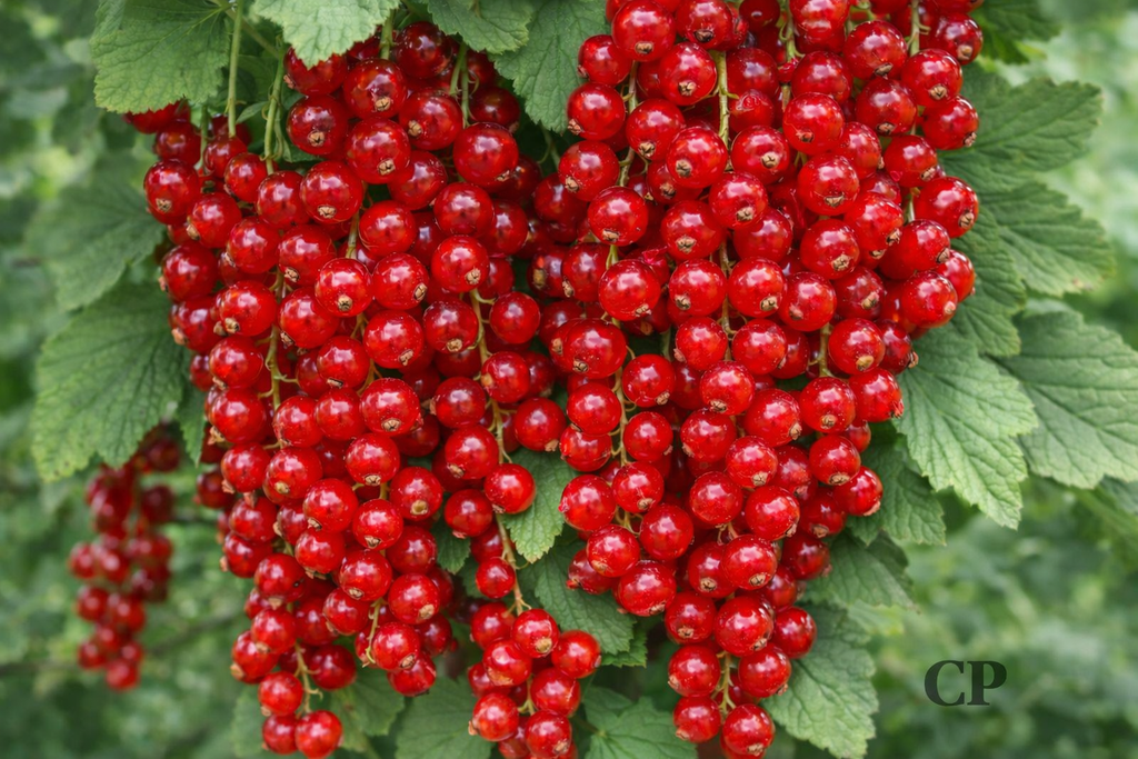 TROSBES 'ROVADA'