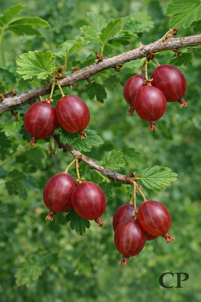 [STHRO3C] STEKELBES 'HINNONMÄKI RED'