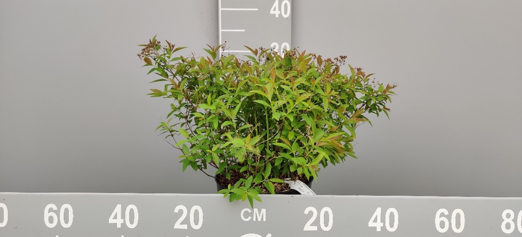 SPIRAEA JAPONICA 'GENPEI (SHIROBANA)'