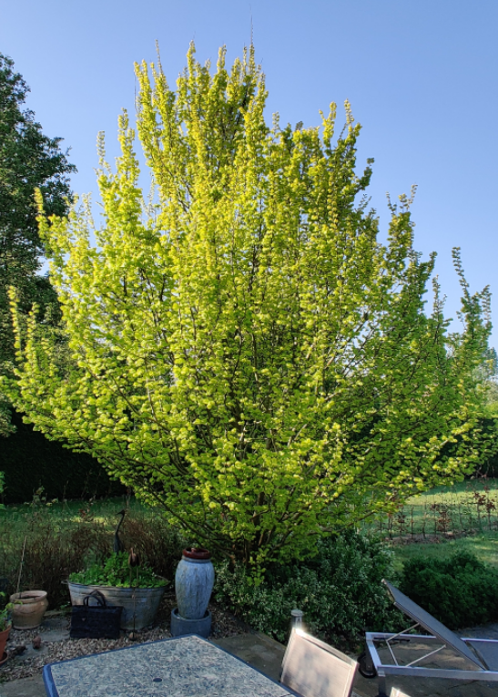 [UHWR150] ULMUS HOLLANDICA 'WREDEI' (Pot, 150-175 cm)