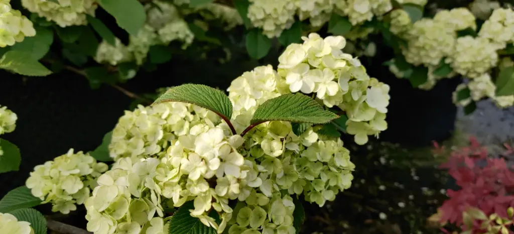 VIBURNUM PLICATUM 'GRANDIFLORUM'