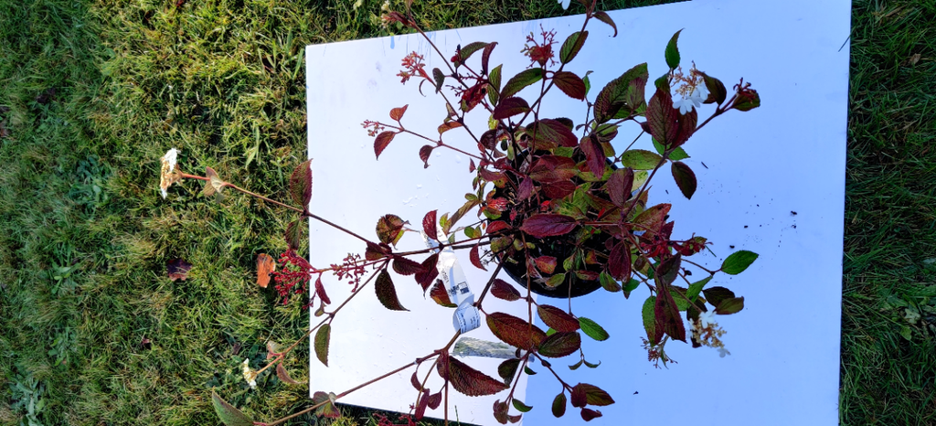 VIBURNUM PLICATUM SHIROGAMI
