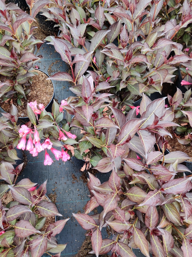 WEIGELA FLORIDA 'ALEXANDRA'