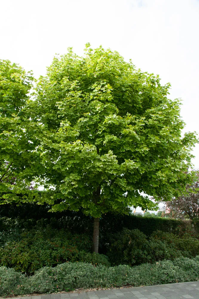 [APDR175] ACER PLATANOIDES 'DRUMMONDII' SPIL (Pot 12 liter, 175-200 cm)