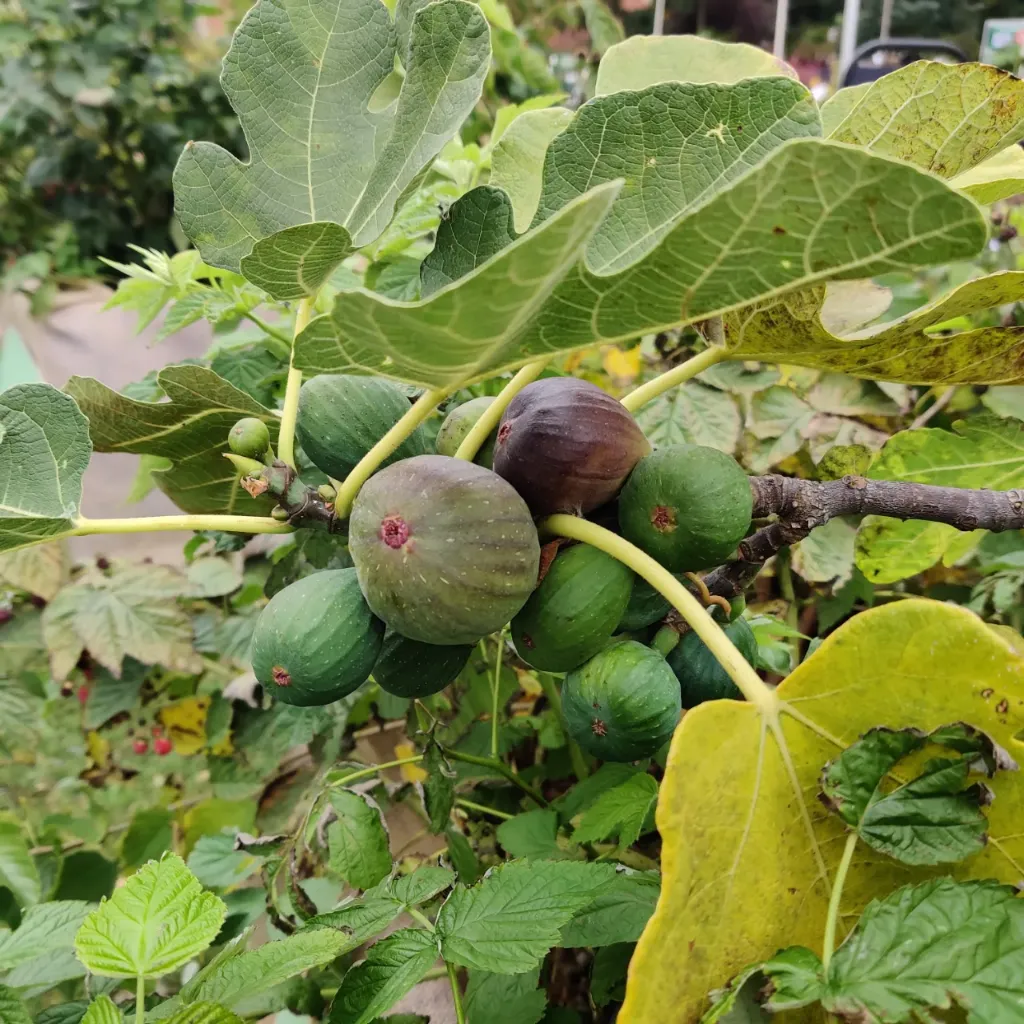 [FCBTUHA] FICUS CARICA 'BROWN TURKEY' DEMI-TIGE (Pot)