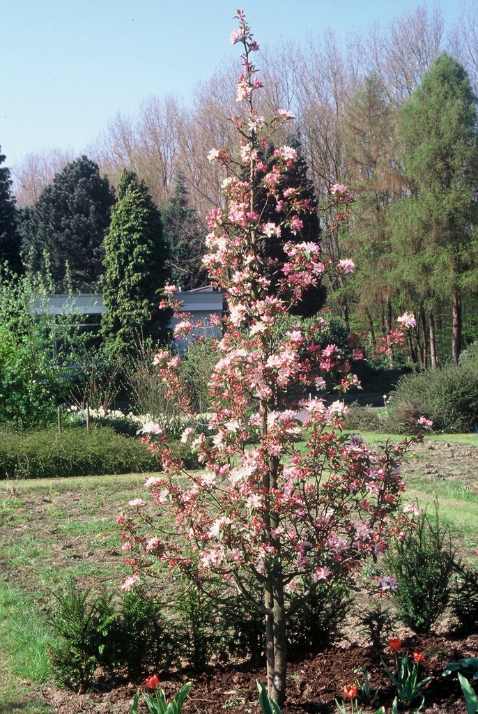 [MROB150] MALUS 'RED OBELISK®' SPIL (Pot 12 liter, 150-175 cm)