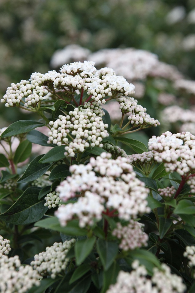[VTEPR80] VIBURNUM TINUS 'EVE PRICE' BOL