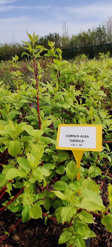 CORNUS ALBA 'SIBERICA'