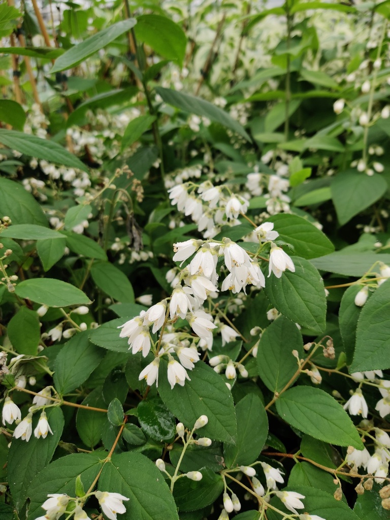 DEUTZIA MAGNIFICA