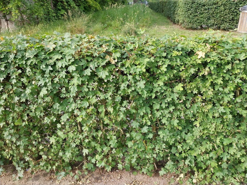 [ACA3] ACER CAMPESTRE (Blote wortel, 80-120 cm)