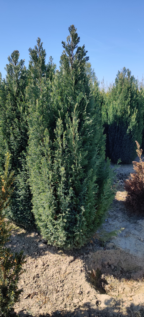 [CLEL60] CHAMAECYPARIS LAWSONIANA 'ELLWOODII' (60-80 cm)