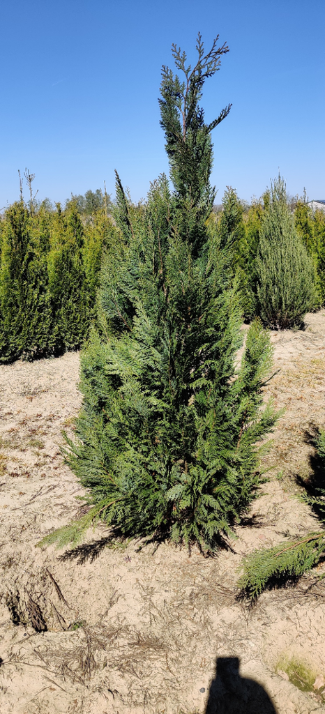 [CLAL60] CHAMAECYPARIS LAWSONIANA 'ALUMII' (60-80 cm)
