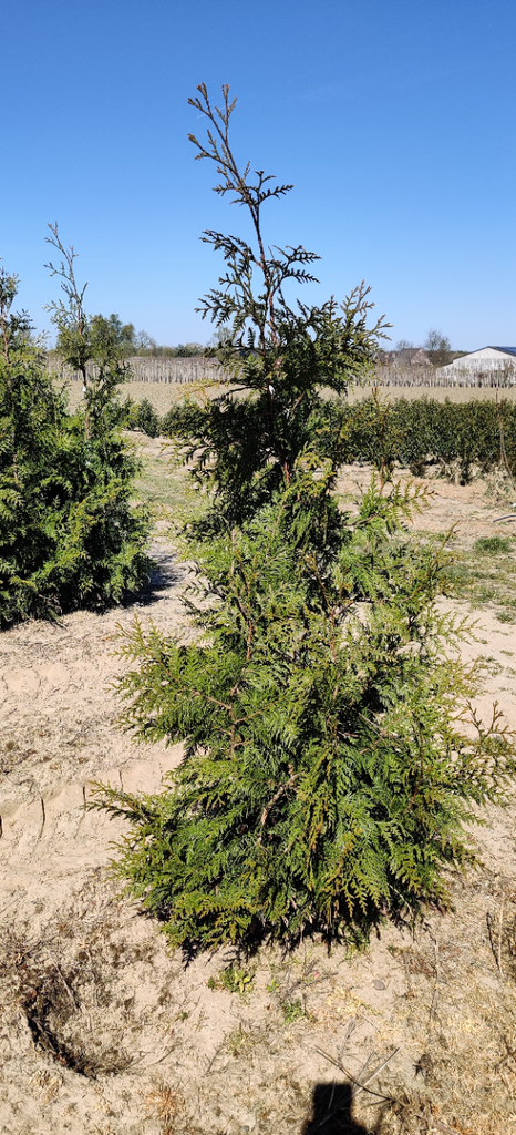 THUJA PLICATA 'EXCELSA'