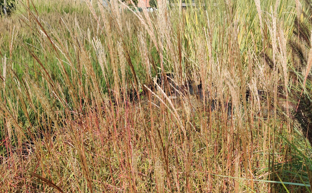 MISCANTHUS SINENSIS 'FERNER OSTEN'