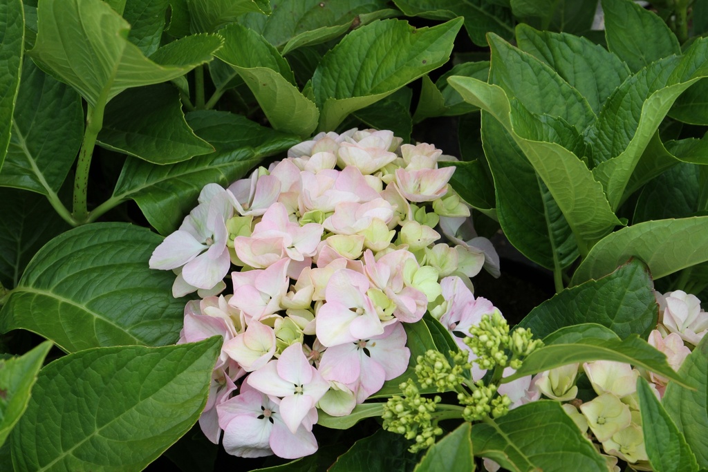 [HMOT3] HYDRANGEA MACROPHYLLA 'OTAKSA'