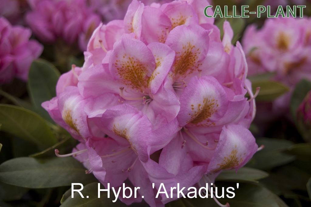 RHODODENDRON 'ARKADIUS'