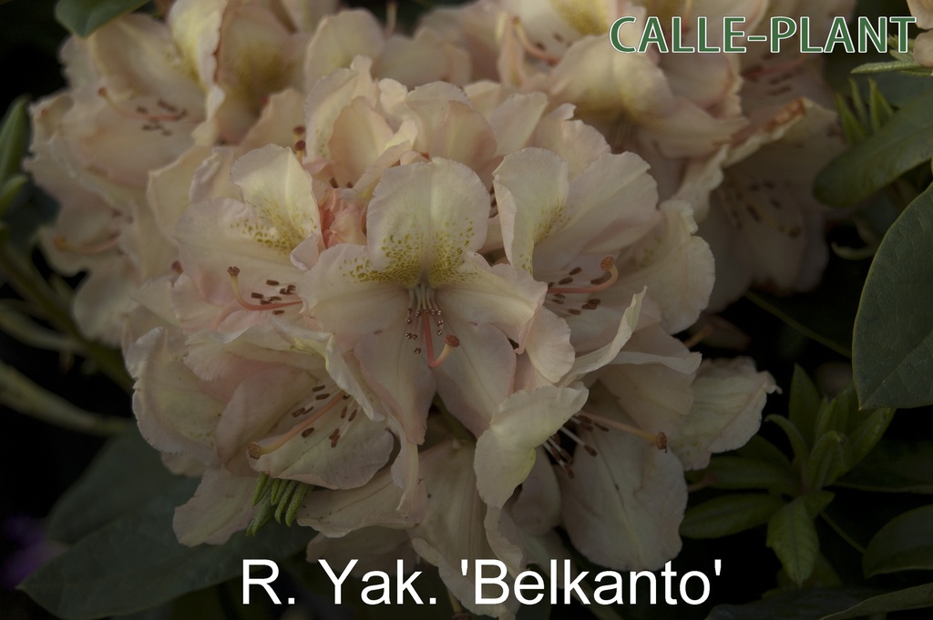 [RHBELA30] RHODODENDRON BELAMI (30-40 cm)