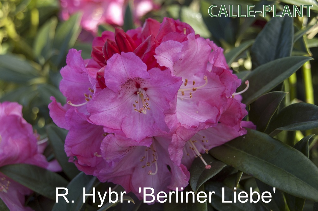 RHODODENDRON 'BERLINER LIEBE' (20-25 cm)