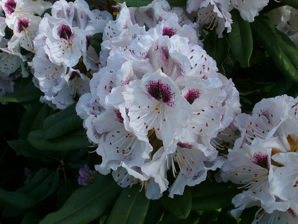 [RHCALS30] RHODODENDRON 'CALSAP' (30-40 cm)