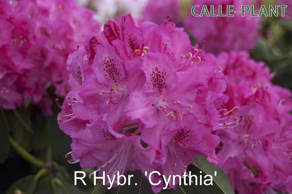 [RHCY30] RHODODENDRON 'CYNTHIA' (30-40 cm)