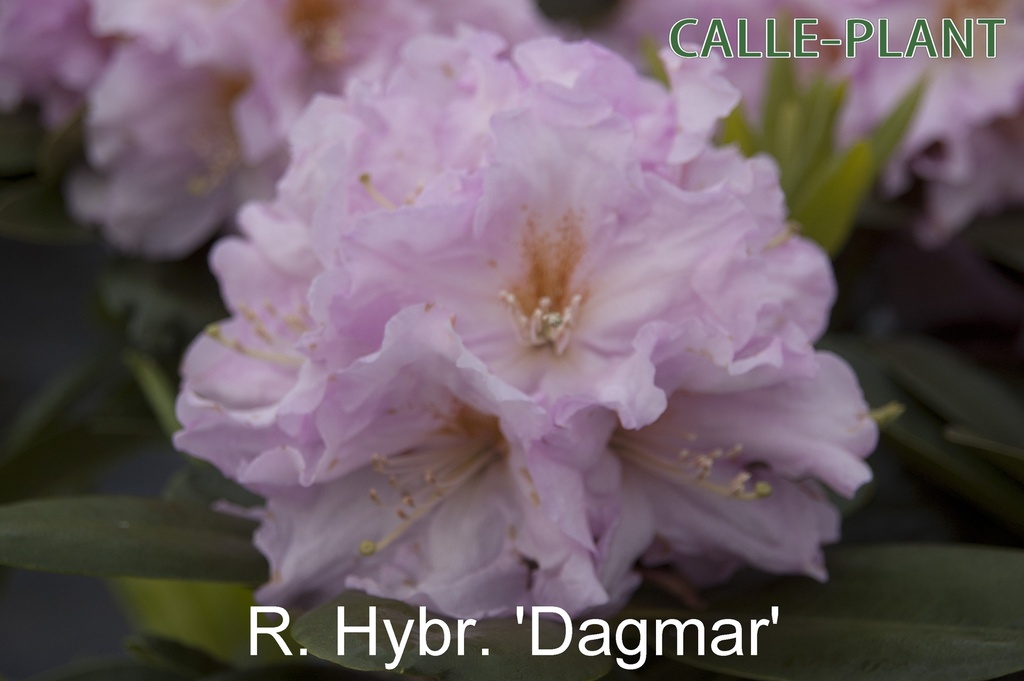 [RHDA30] RHODODENDRON 'DAGMAR' (30-40 cm)
