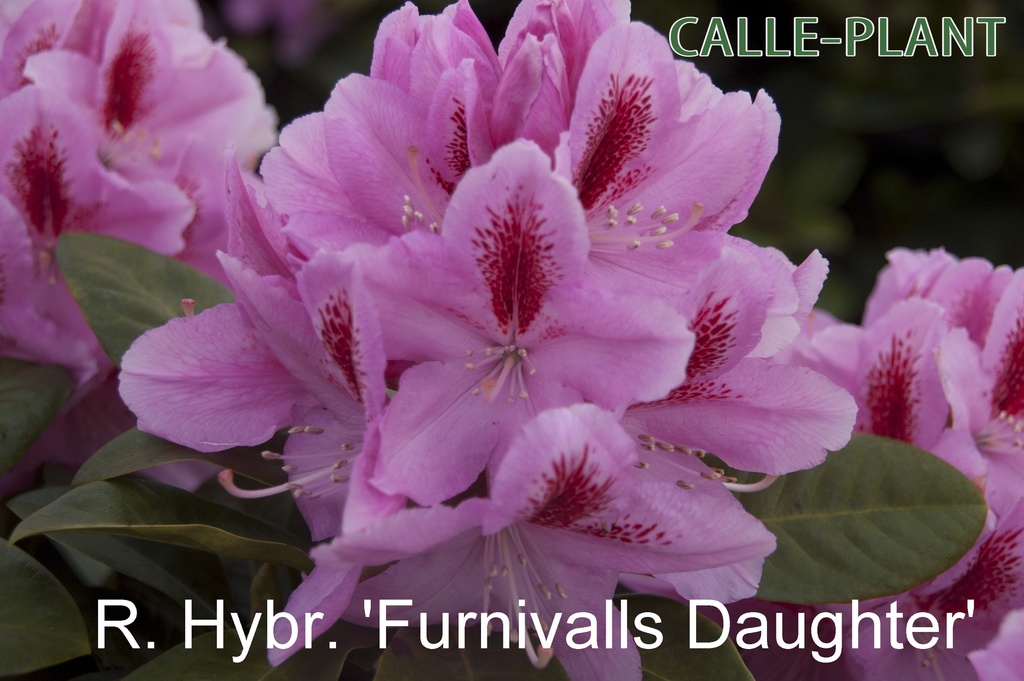 [RHFDA30] RHODODENDRON 'FURNIVALL'S DAUGHTER' (30-40 cm)