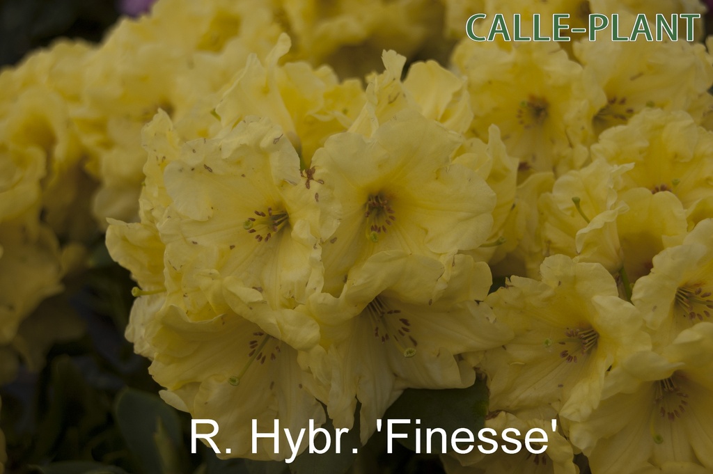 [RHFI30] RHODODENDRON 'FINESSE' (30-40 cm)