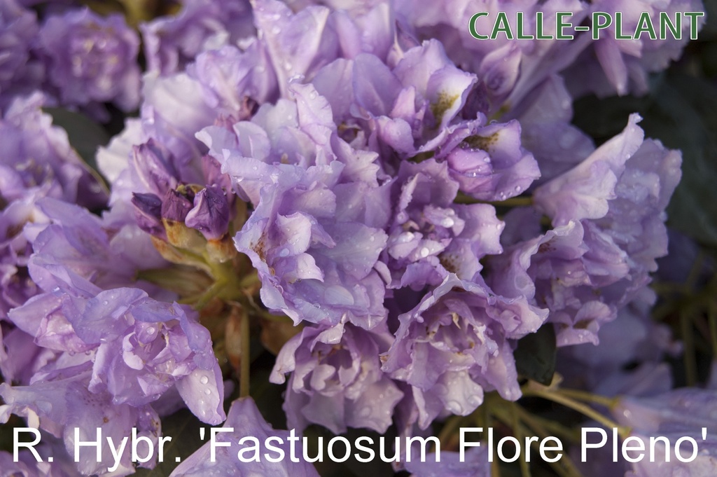 RHODODENDRON 'FASTUOSUM PLENUM'