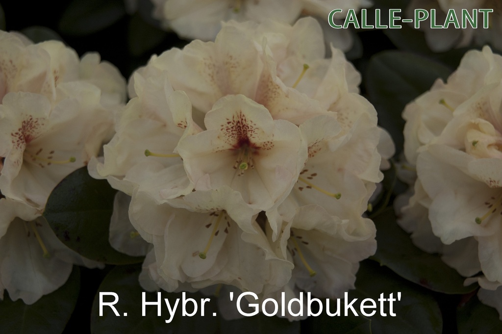 [RHGOL30] RHODODENDRON 'GOLDBUKETT' (30-40 cm)