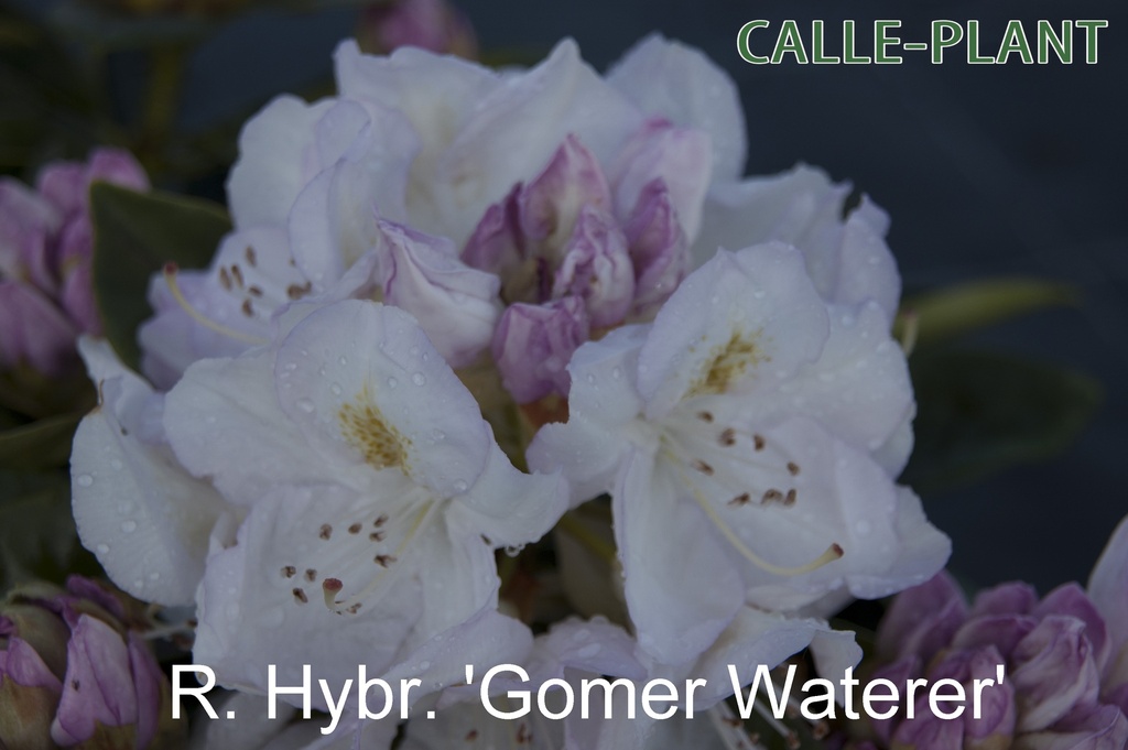 [RHGWA30] RHODODENDRON 'GOMER WATERER' (30-40 cm)