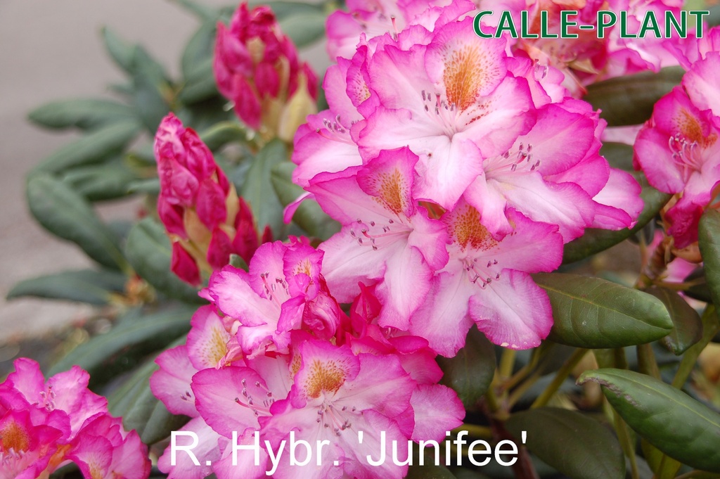 RHODODENDRON JUNIFEE (20-25 CM)