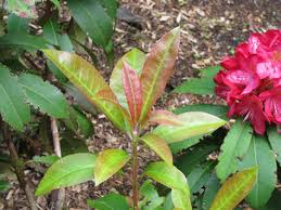 [RHJU30] RHODODENDRON 'JUNIFEUER' (30-40 cm)